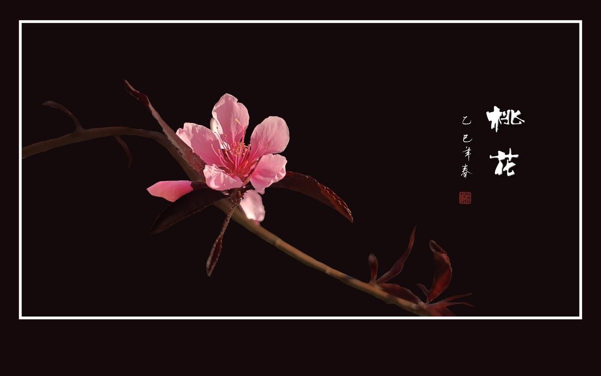 粉面桃花分外娇