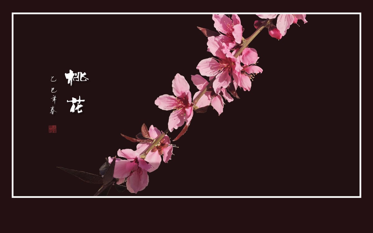 粉面桃花分外娇