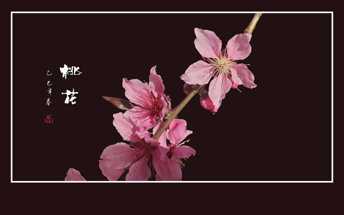 粉面桃花分外娇