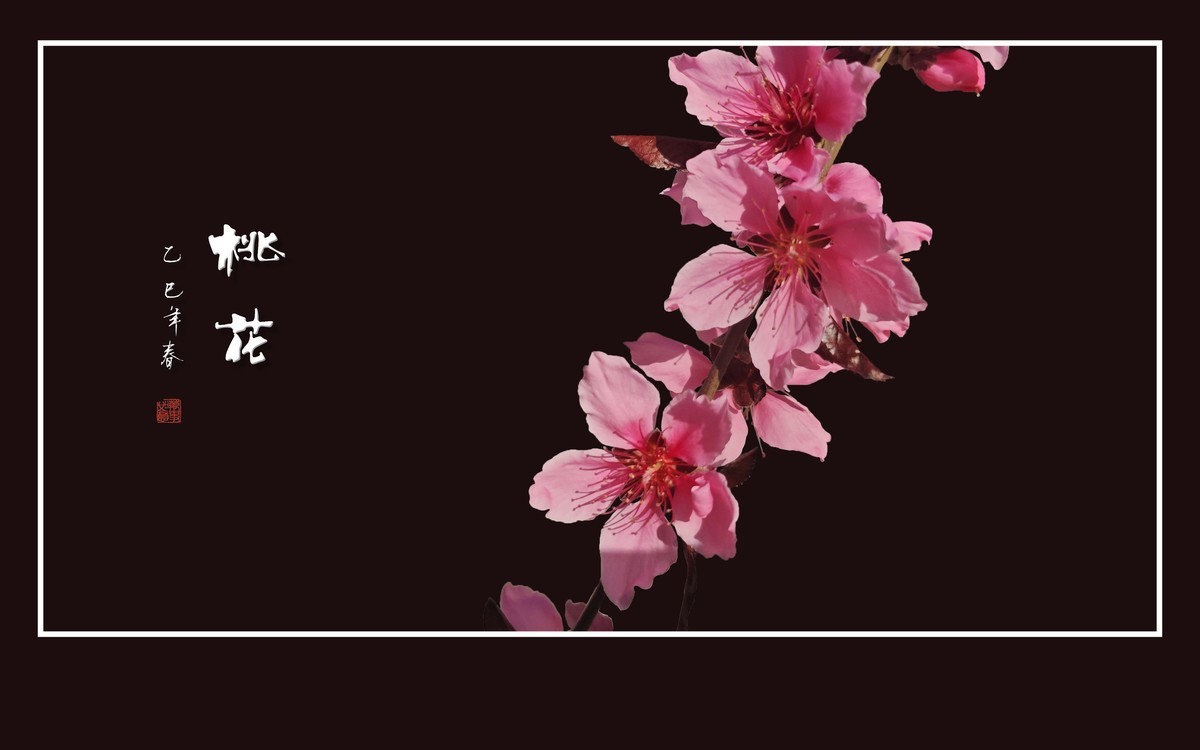 粉面桃花分外娇