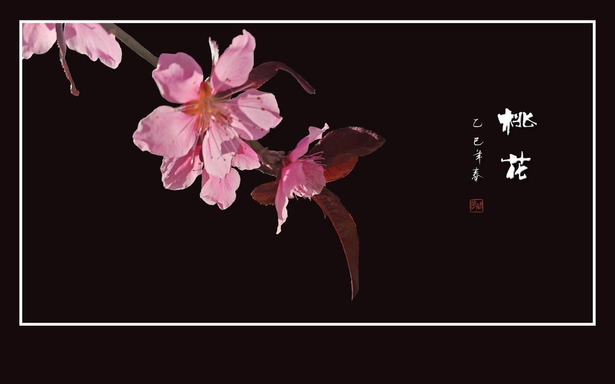 粉面桃花分外娇