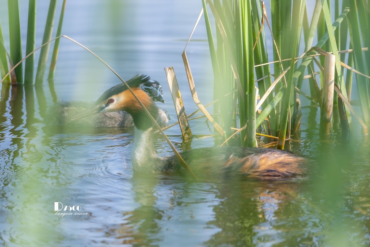 可爱的PI鹈（52）