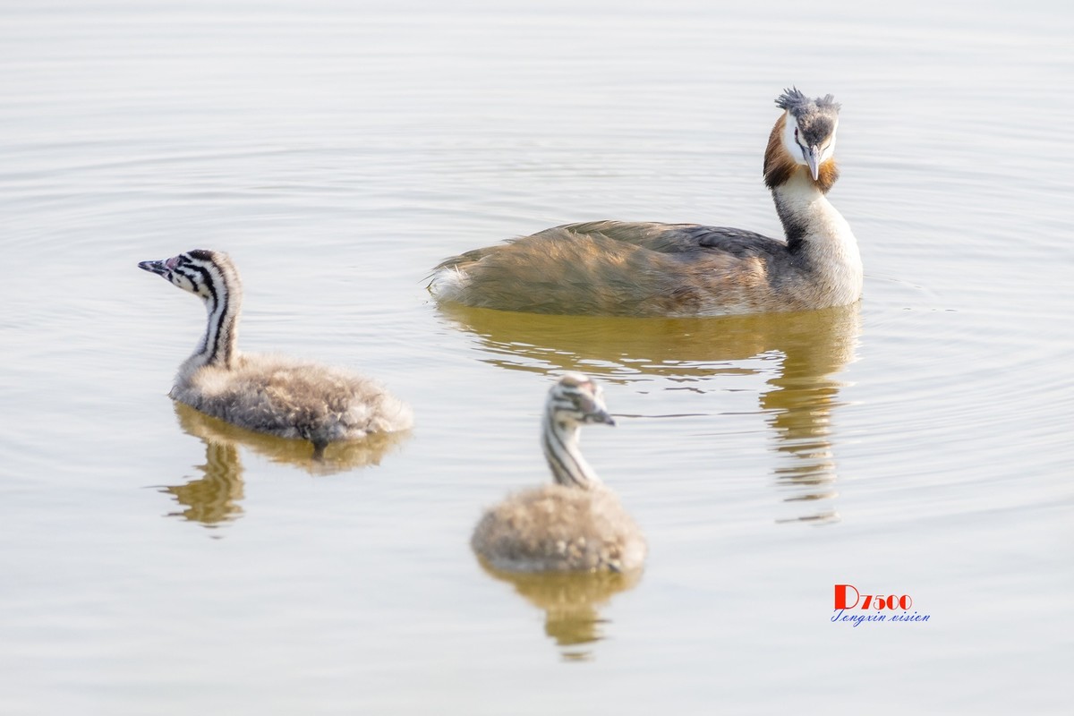 可爱的PI鹈（52）