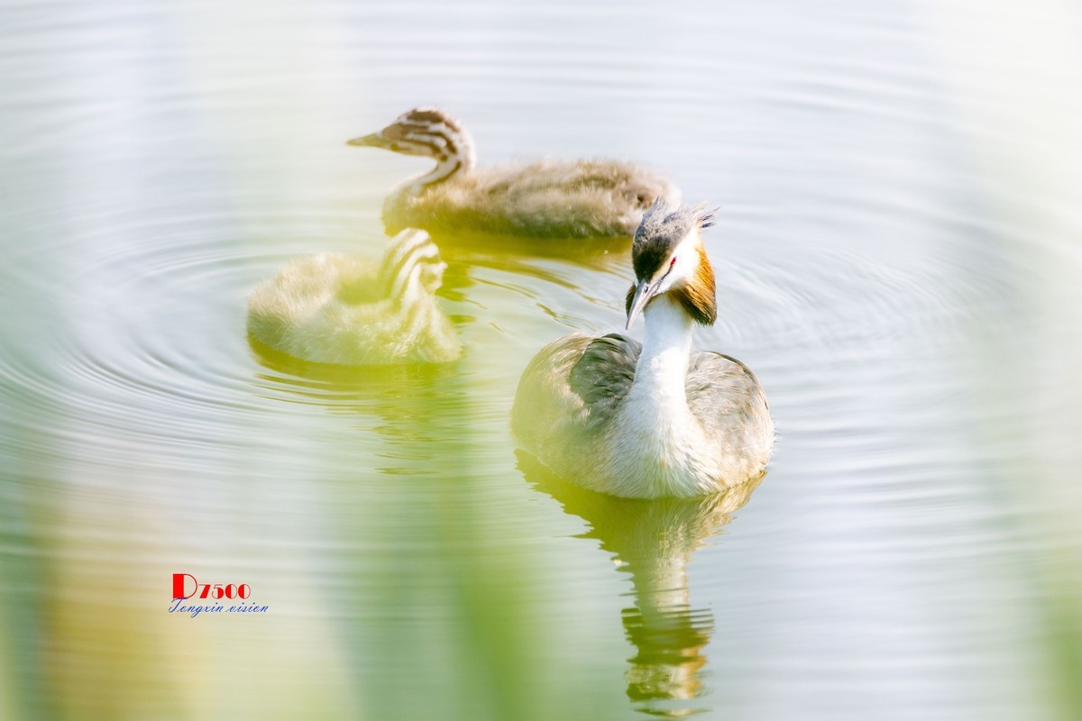 可爱的PI鹈（52）