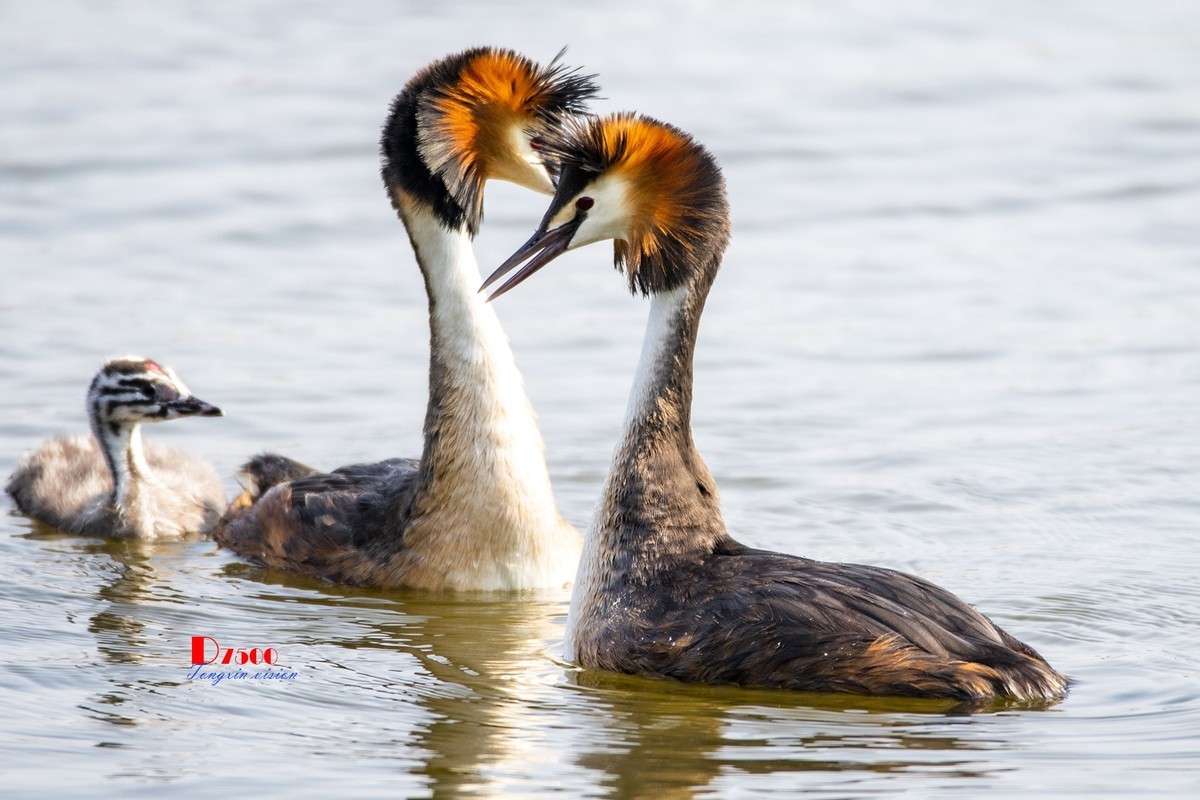 可爱的PI鹈（52）