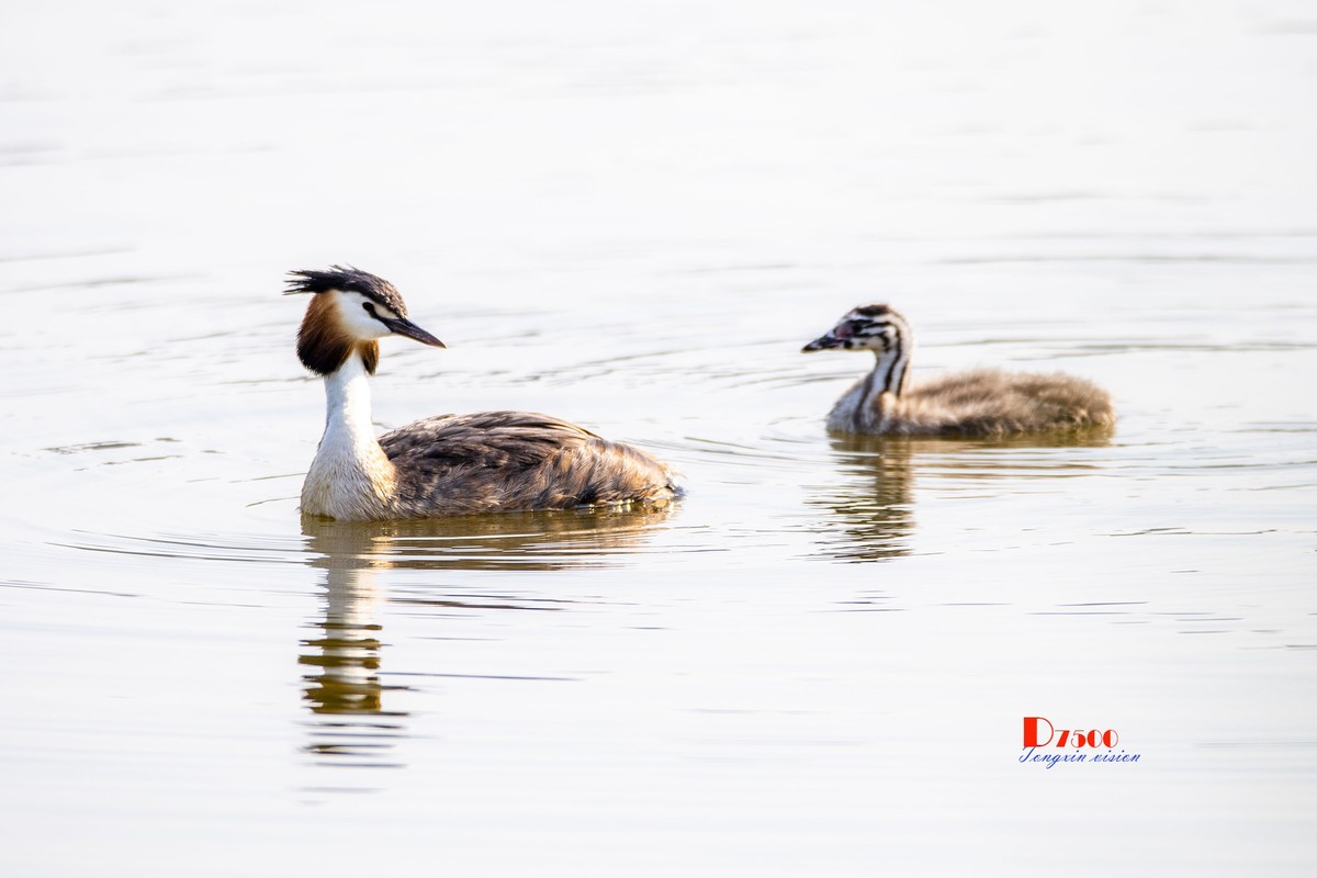 可爱的PI鹈（52）