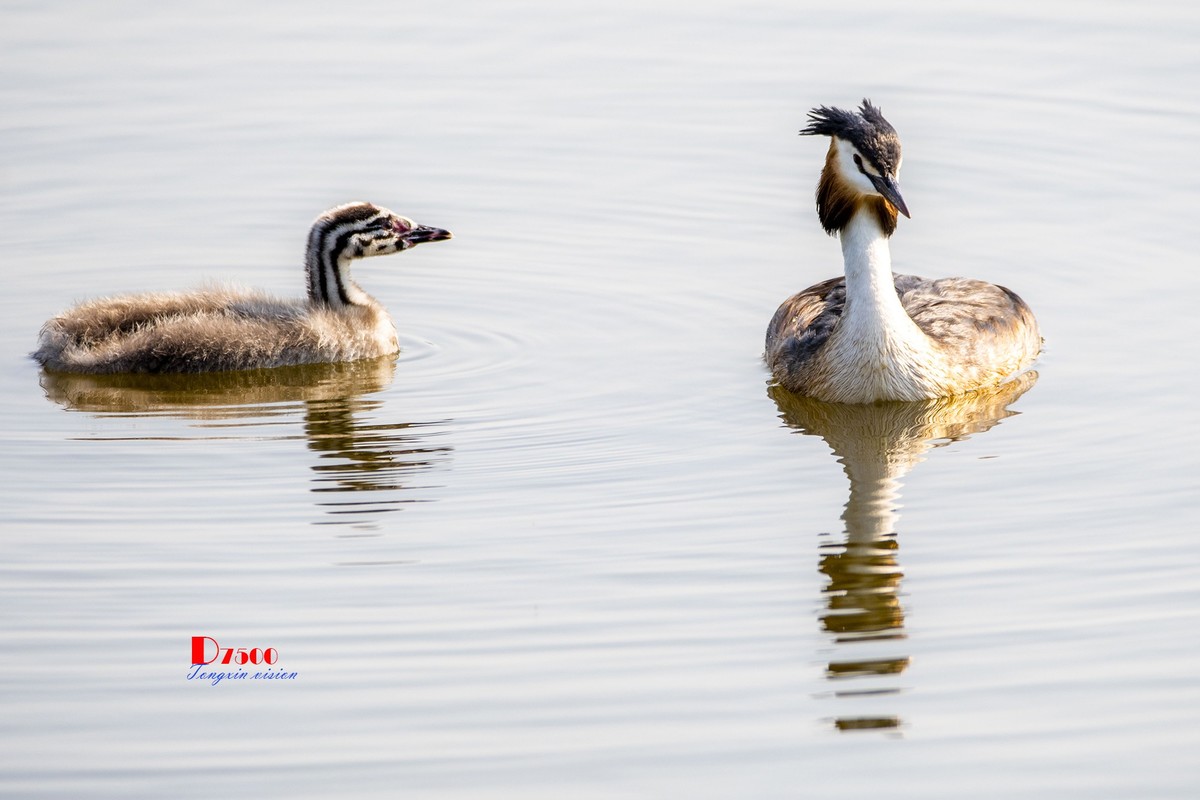 可爱的PI鹈（52）