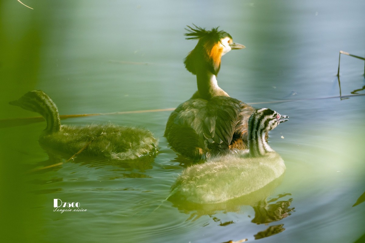 可爱的PI鹈（52）