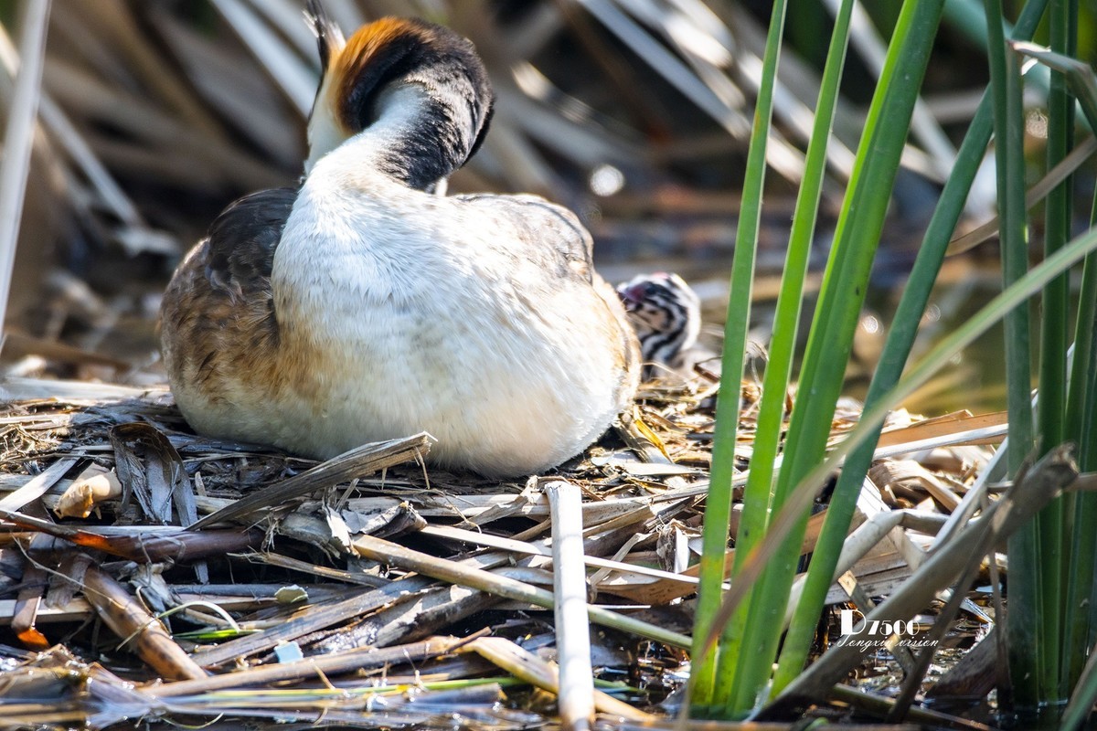 可爱的PI鹈（52）