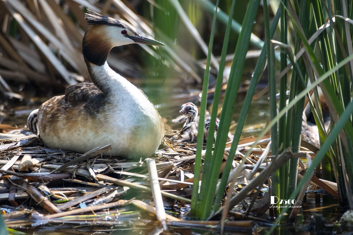 可爱的PI鹈（52）