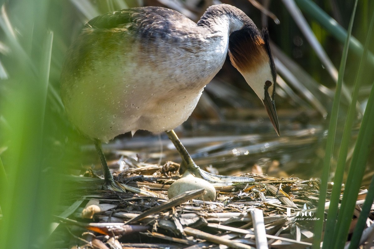 可爱的PI鹈（52）