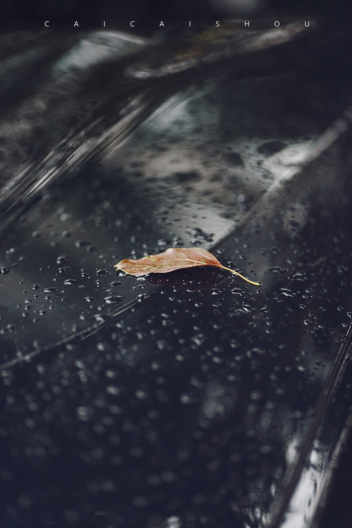 【菜々手摄影】魔都雨后街拍