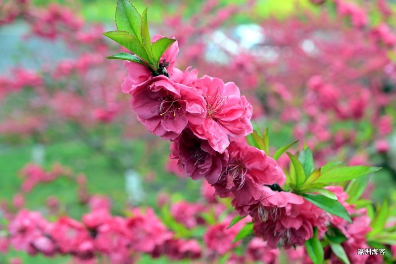 重庆远山有窑花开时节
