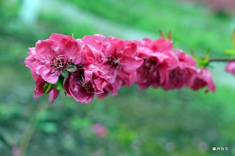 重庆远山有窑花开时节