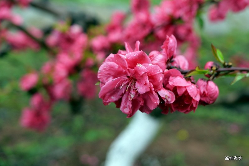 重庆远山有窑花开时节