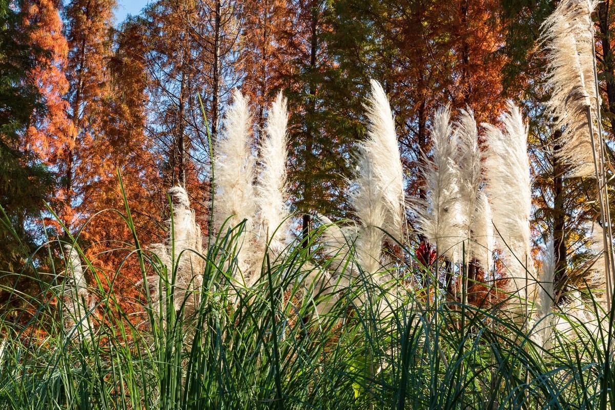 滇池 · 湿地公园