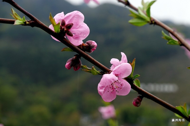重庆远山有窑花开时节
