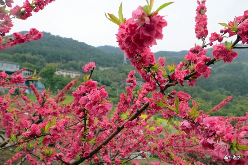 重庆远山有窑花开时节