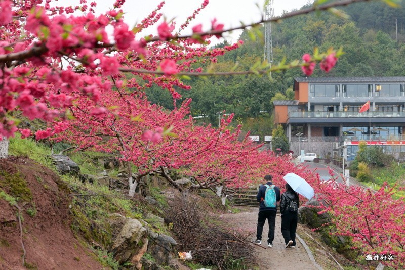 重庆远山有窑花开时节