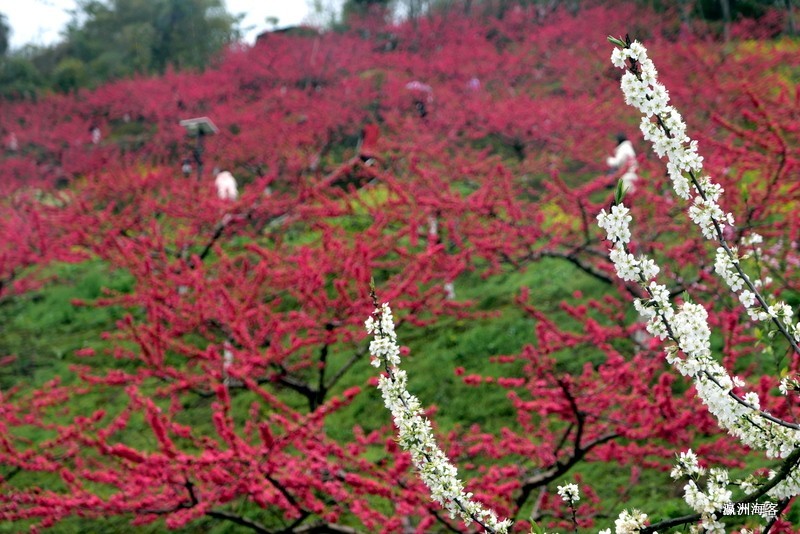 重庆远山有窑花开时节