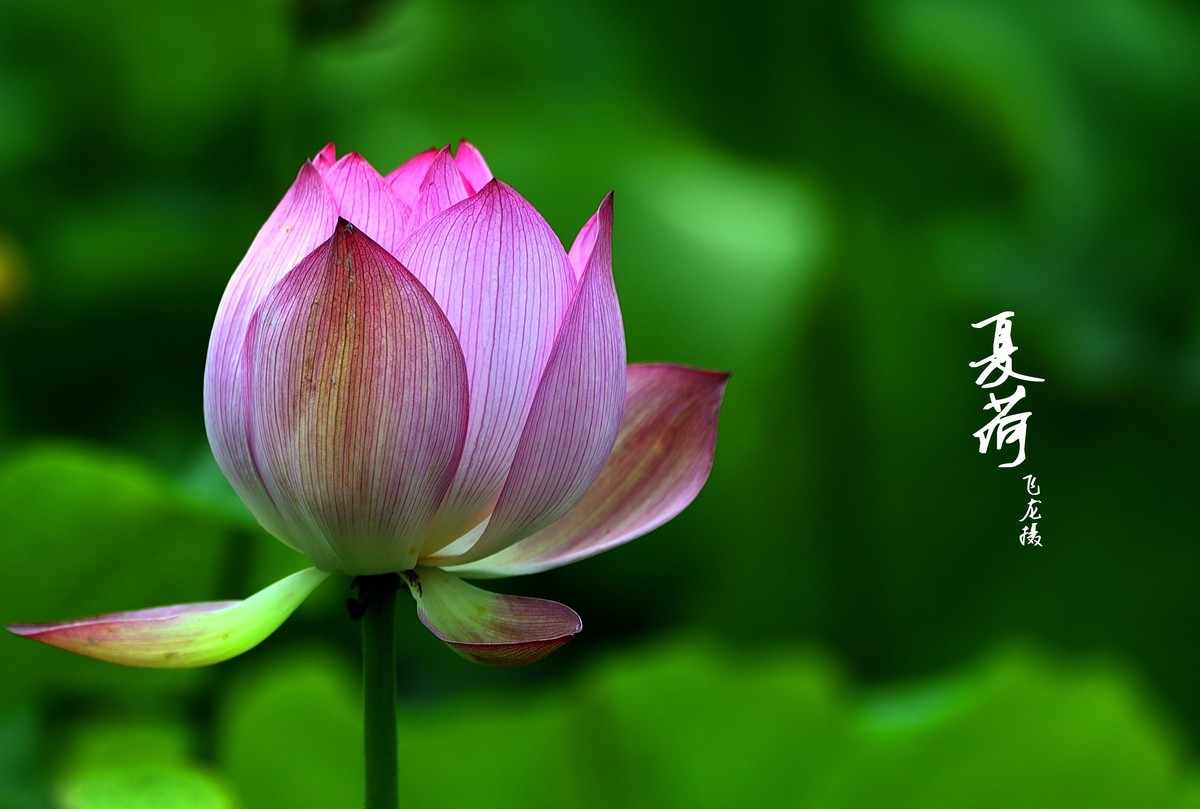 夏荷