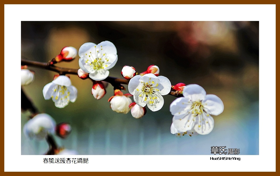 色眼看花——春风送暖杏花娇艳（祝大小朋友六一快乐）