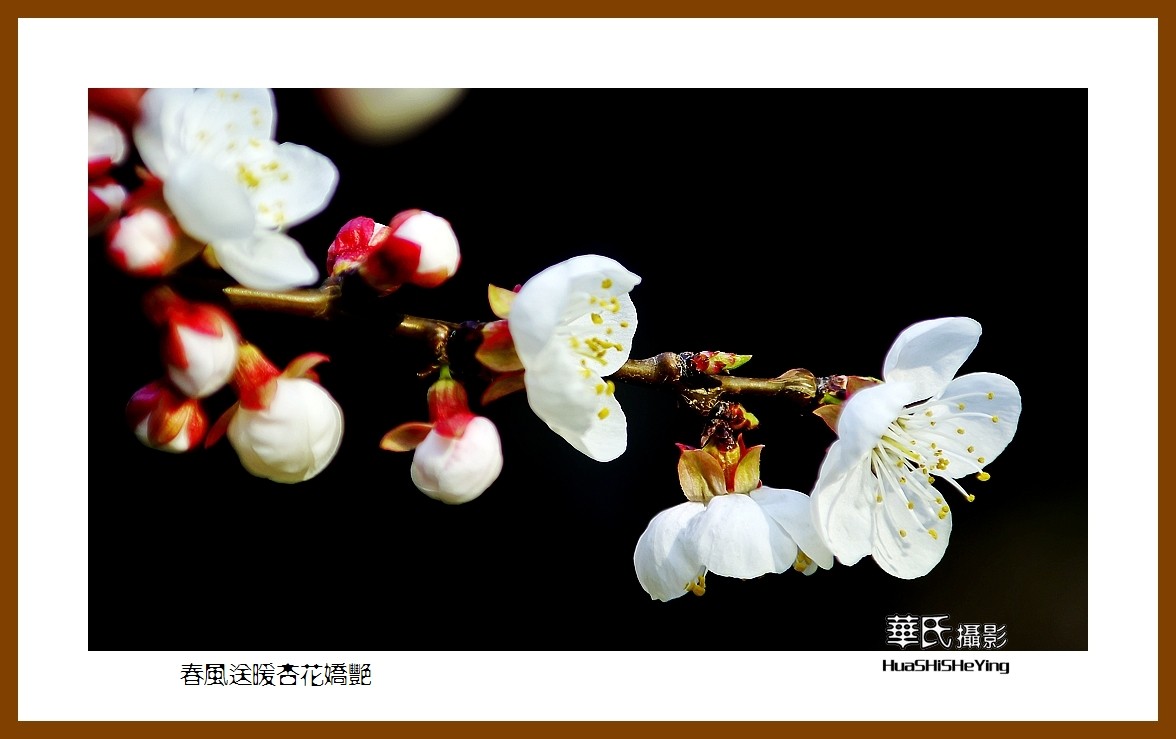 色眼看花——春风送暖杏花娇艳（祝大小朋友六一快乐）