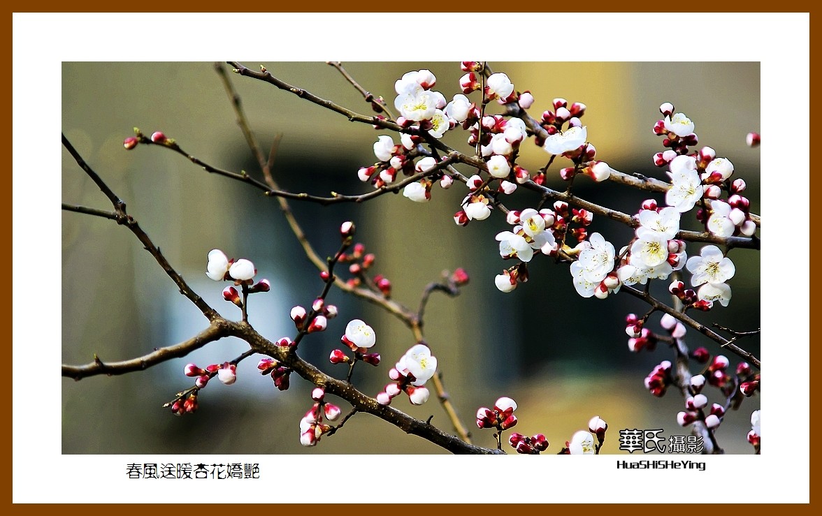 色眼看花——春风送暖杏花娇艳（祝大小朋友六一快乐）