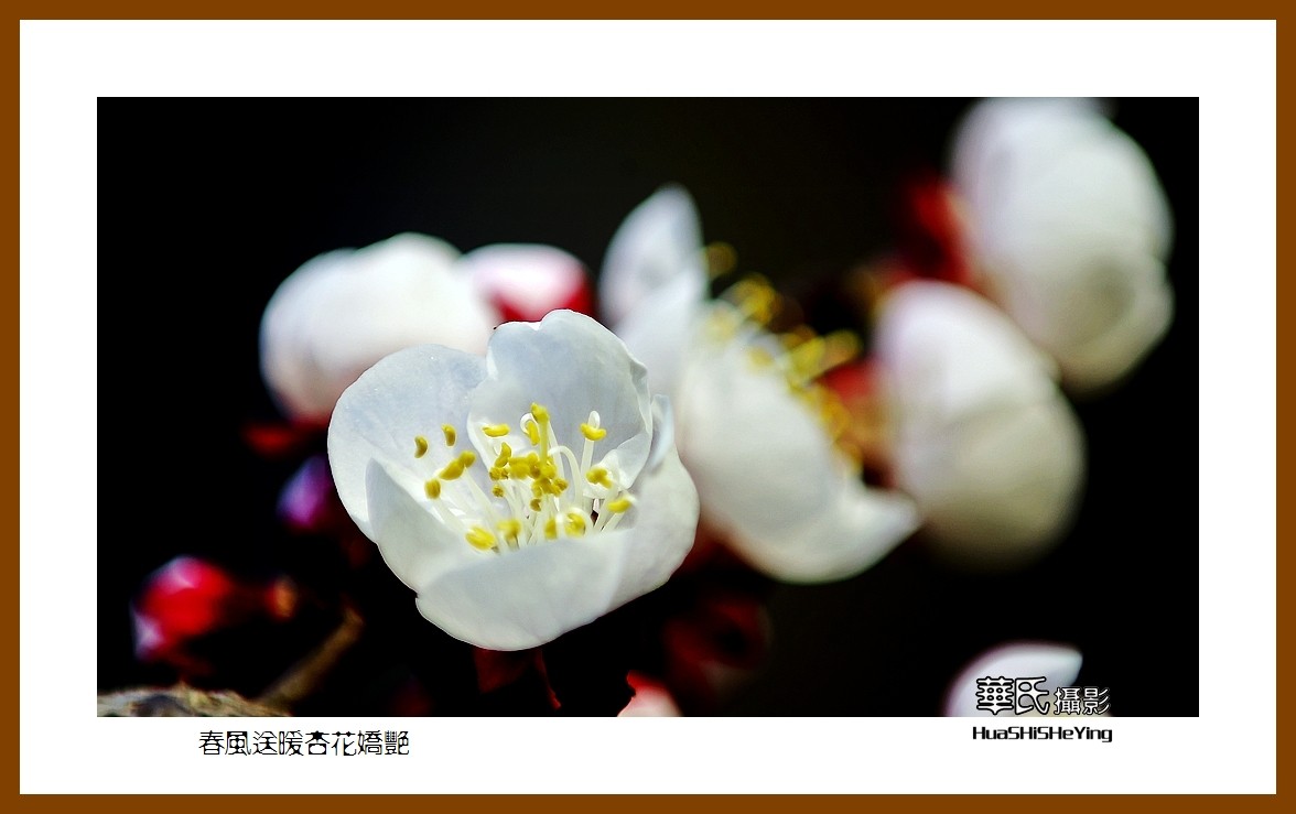 色眼看花——春风送暖杏花娇艳（祝大小朋友六一快乐）