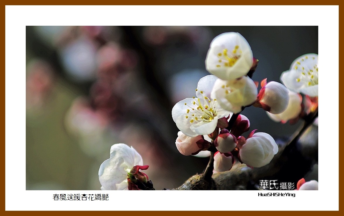 色眼看花——春风送暖杏花娇艳（祝大小朋友六一快乐）