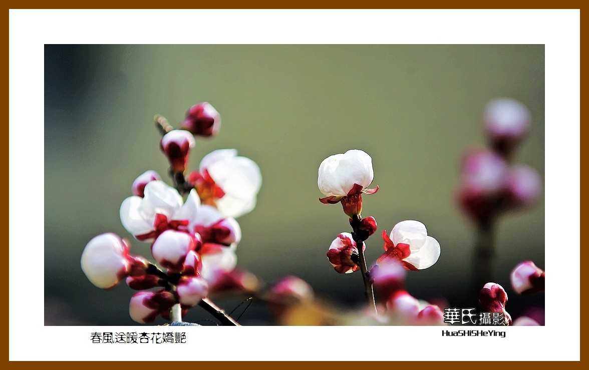 色眼看花——春风送暖杏花娇艳（祝大小朋友六一快乐）