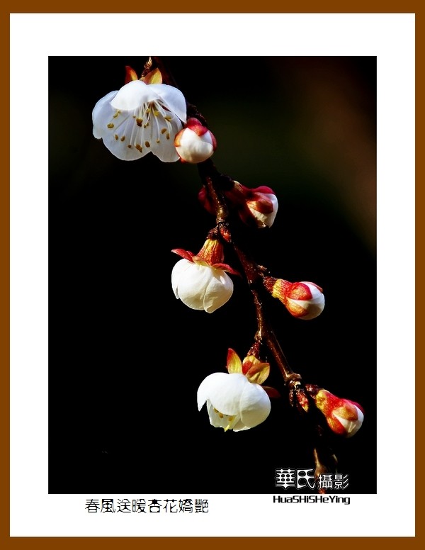 色眼看花——春风送暖杏花娇艳（祝大小朋友六一快乐）