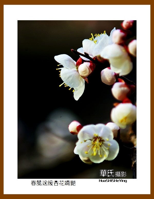 色眼看花——春风送暖杏花娇艳（祝大小朋友六一快乐）