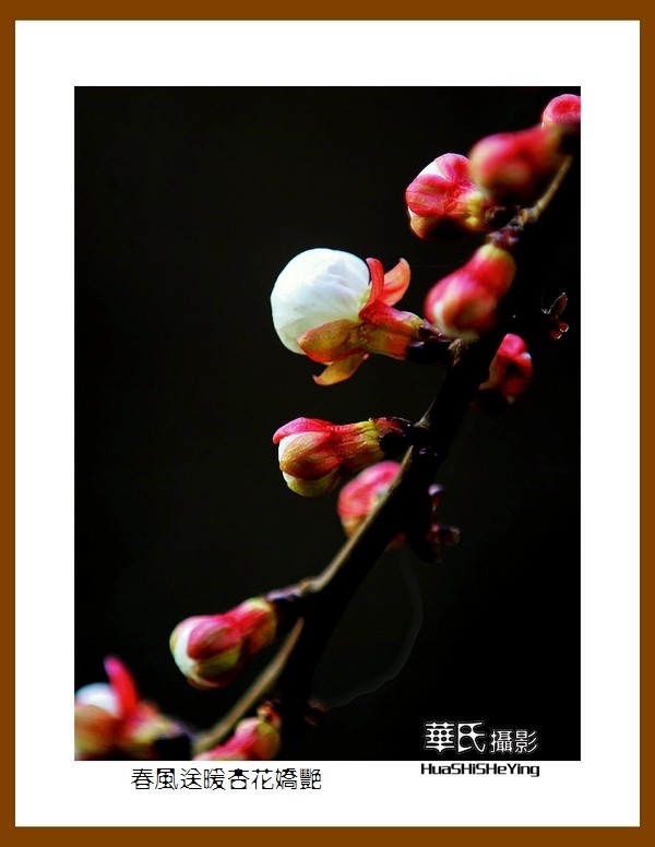 色眼看花——春风送暖杏花娇艳（祝大小朋友六一快乐）