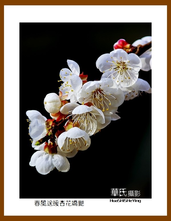 色眼看花——春风送暖杏花娇艳（祝大小朋友六一快乐）