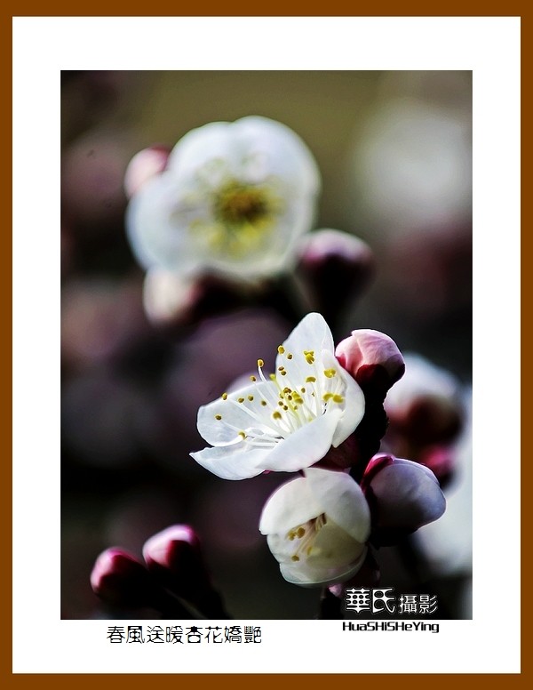 色眼看花——春风送暖杏花娇艳（祝大小朋友六一快乐）