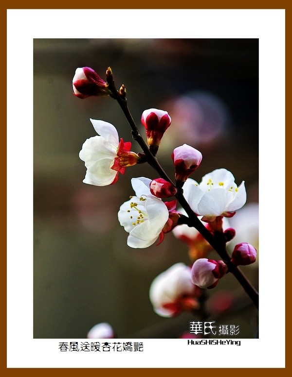 色眼看花——春风送暖杏花娇艳（祝大小朋友六一快乐）