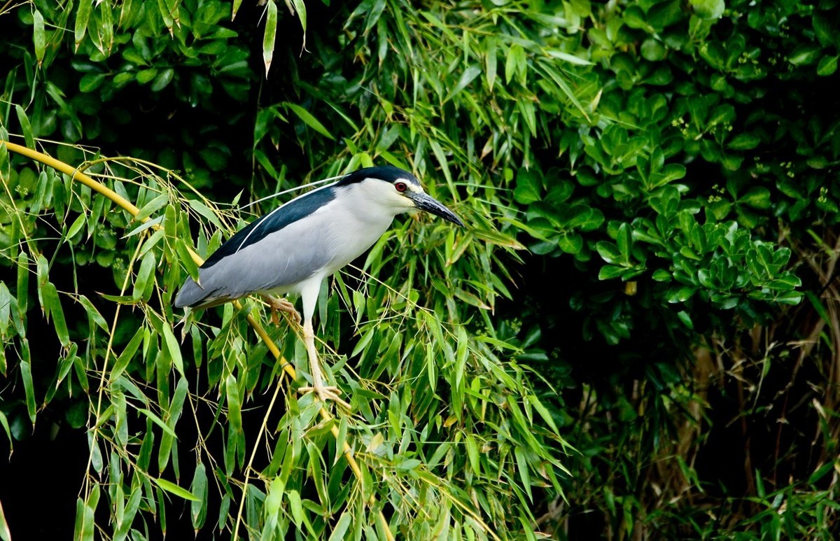 随拍——明湖夜鹭