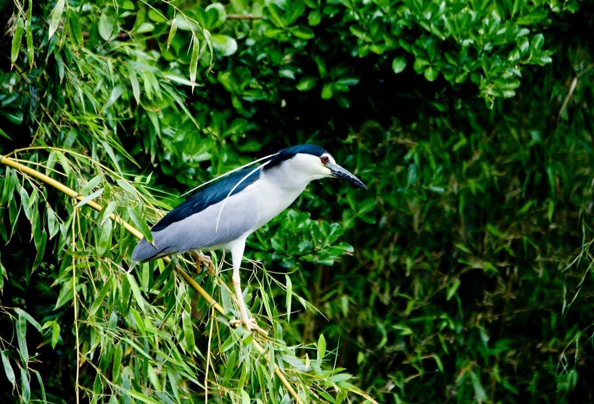 随拍——明湖夜鹭