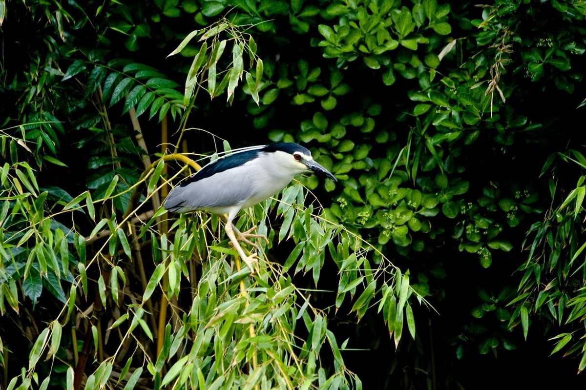 随拍——明湖夜鹭