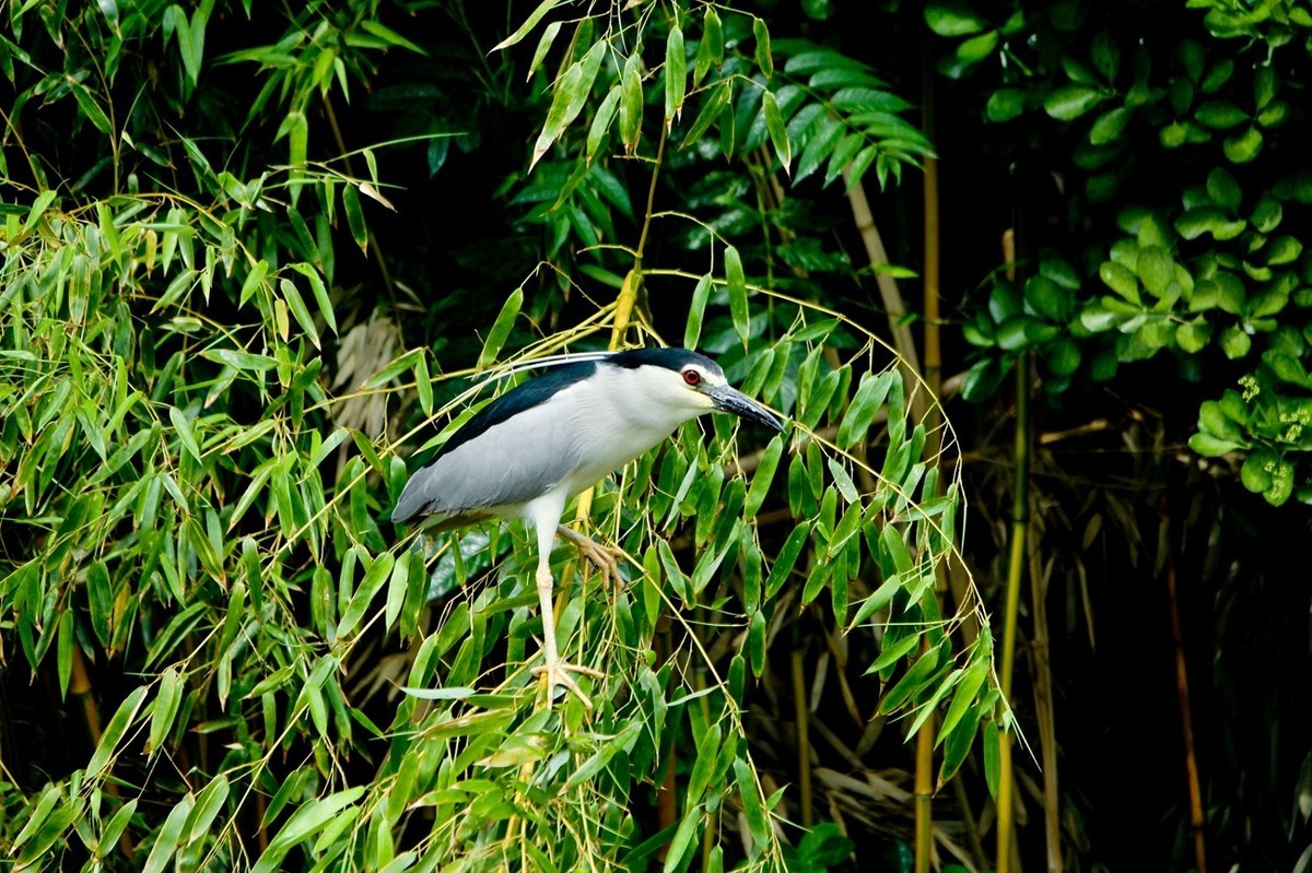 随拍——明湖夜鹭