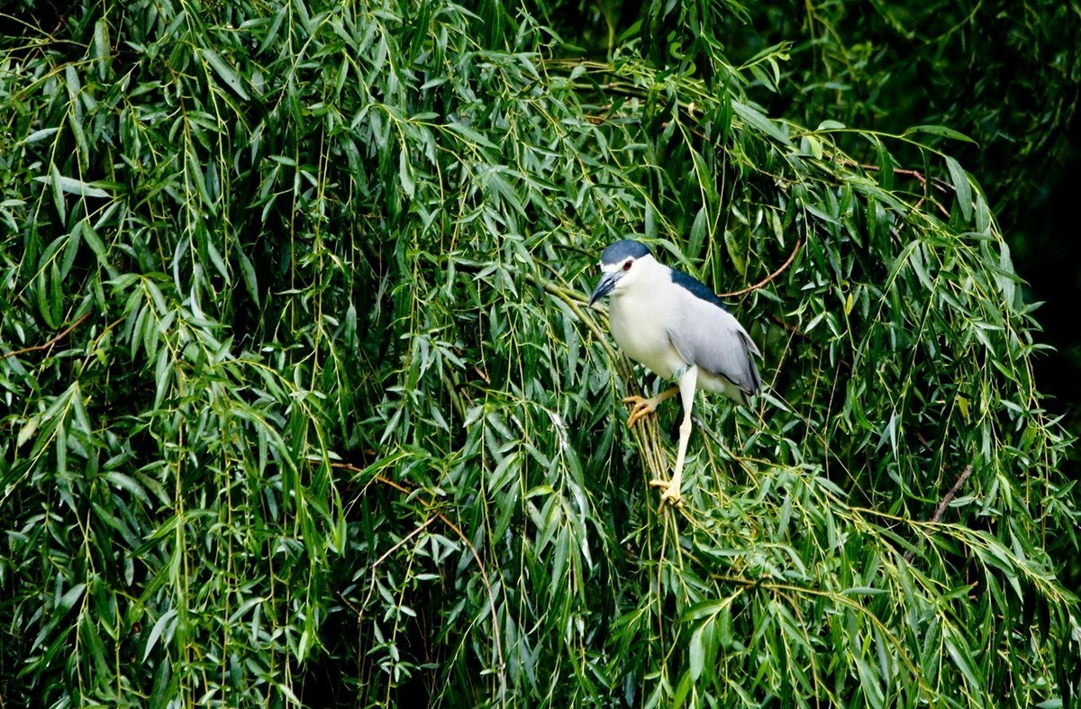 随拍——明湖夜鹭