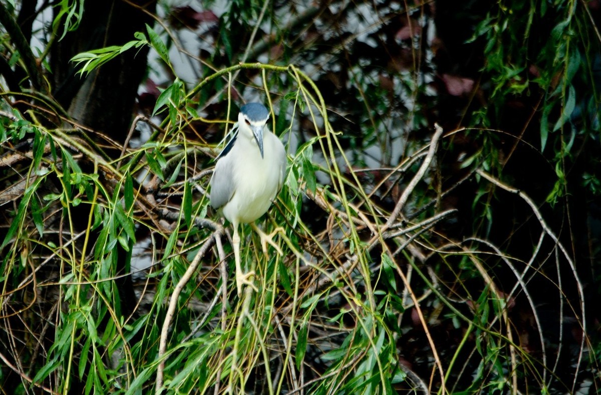 随拍——明湖夜鹭