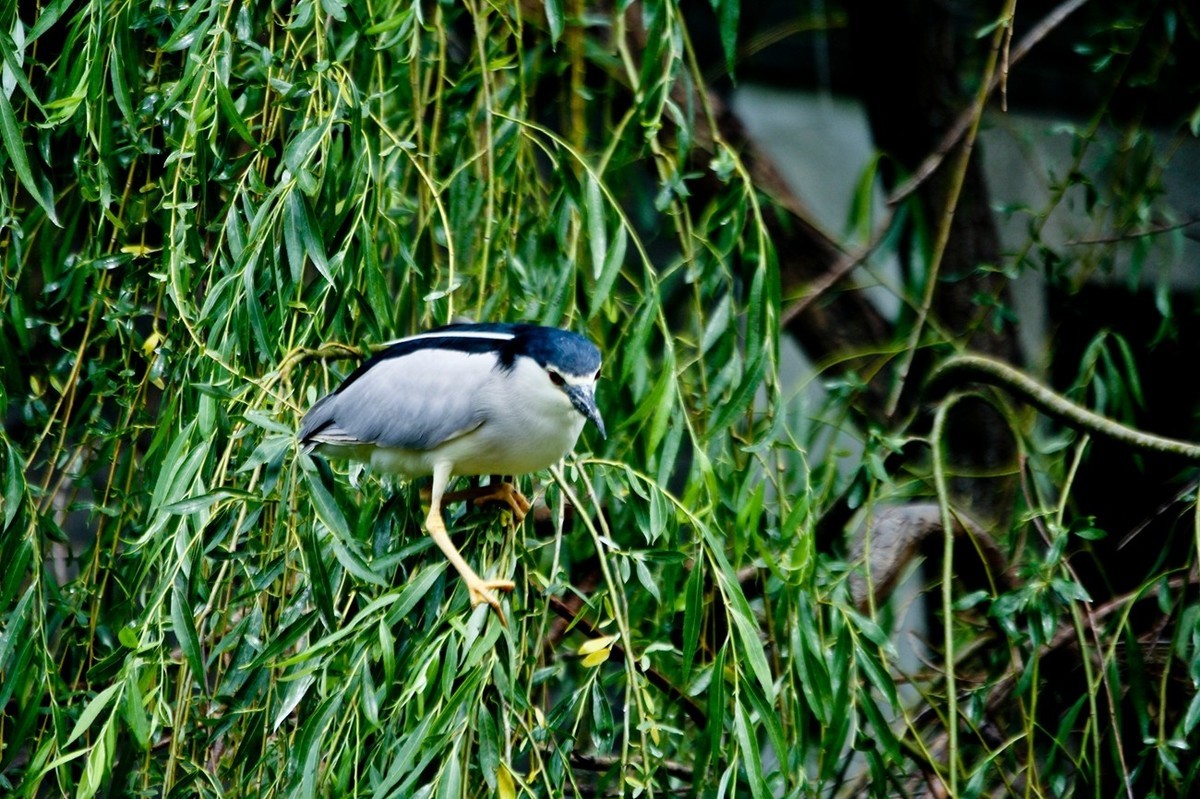 随拍——明湖夜鹭