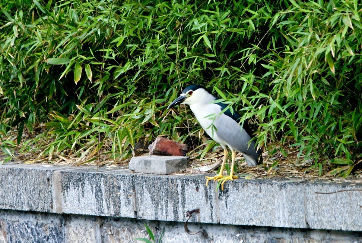 随拍——明湖夜鹭