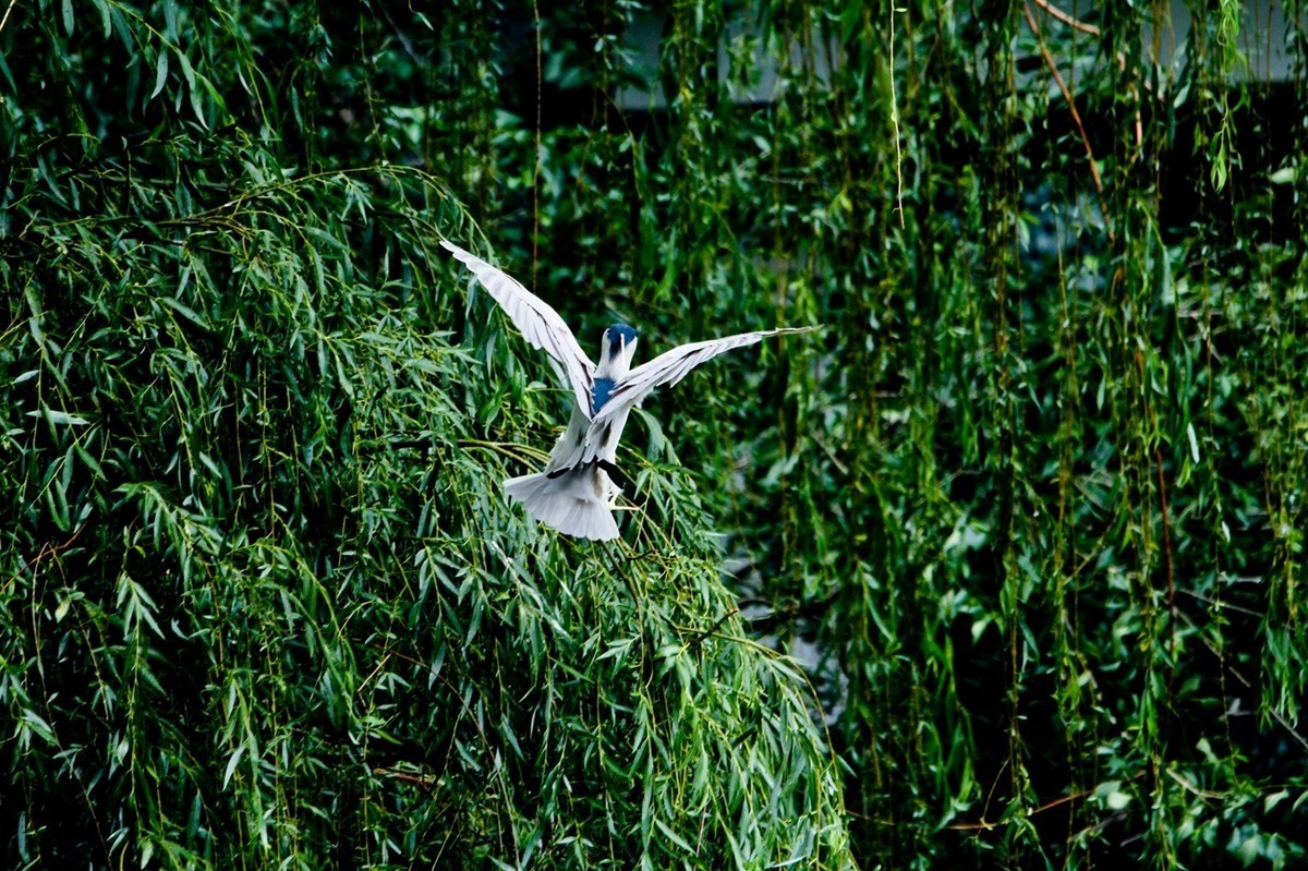 随拍——明湖夜鹭