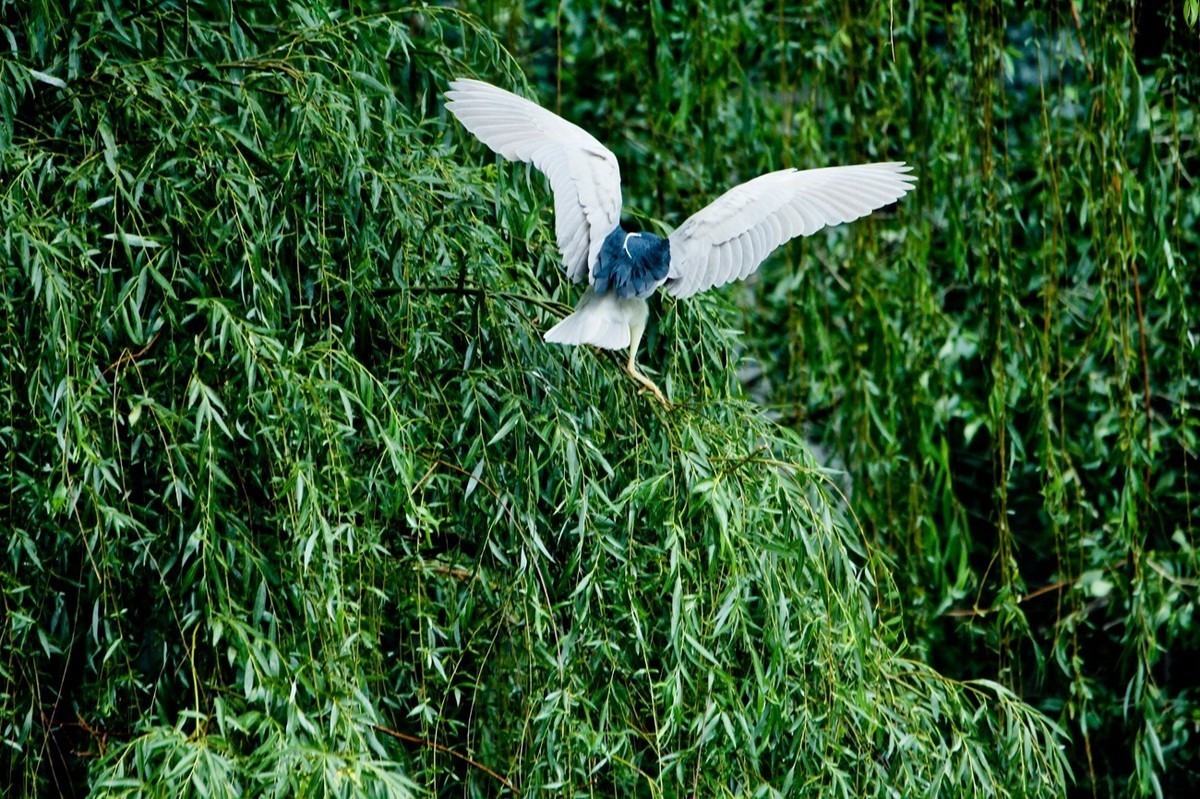 随拍——明湖夜鹭