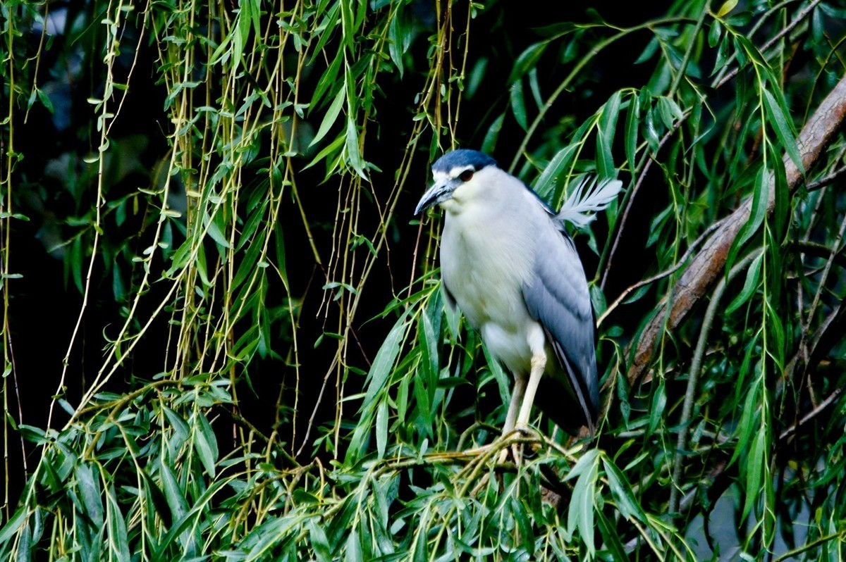 随拍——明湖夜鹭