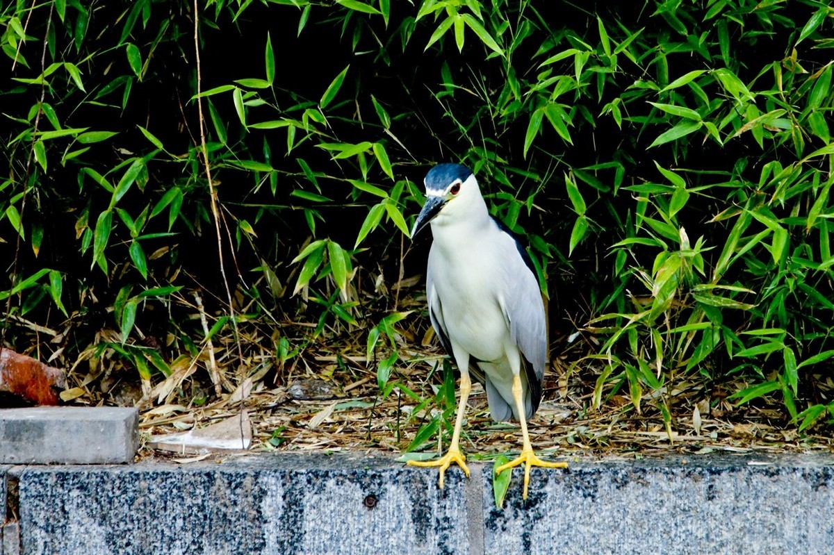随拍——明湖夜鹭