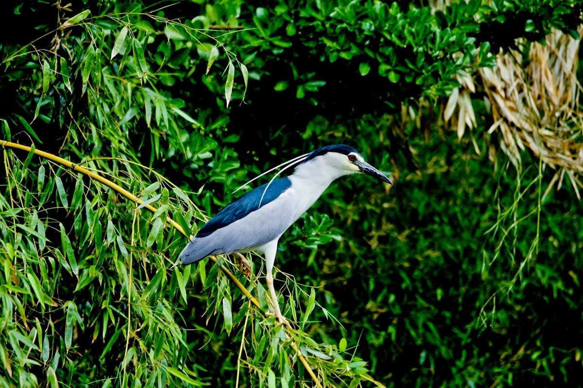 随拍——明湖夜鹭